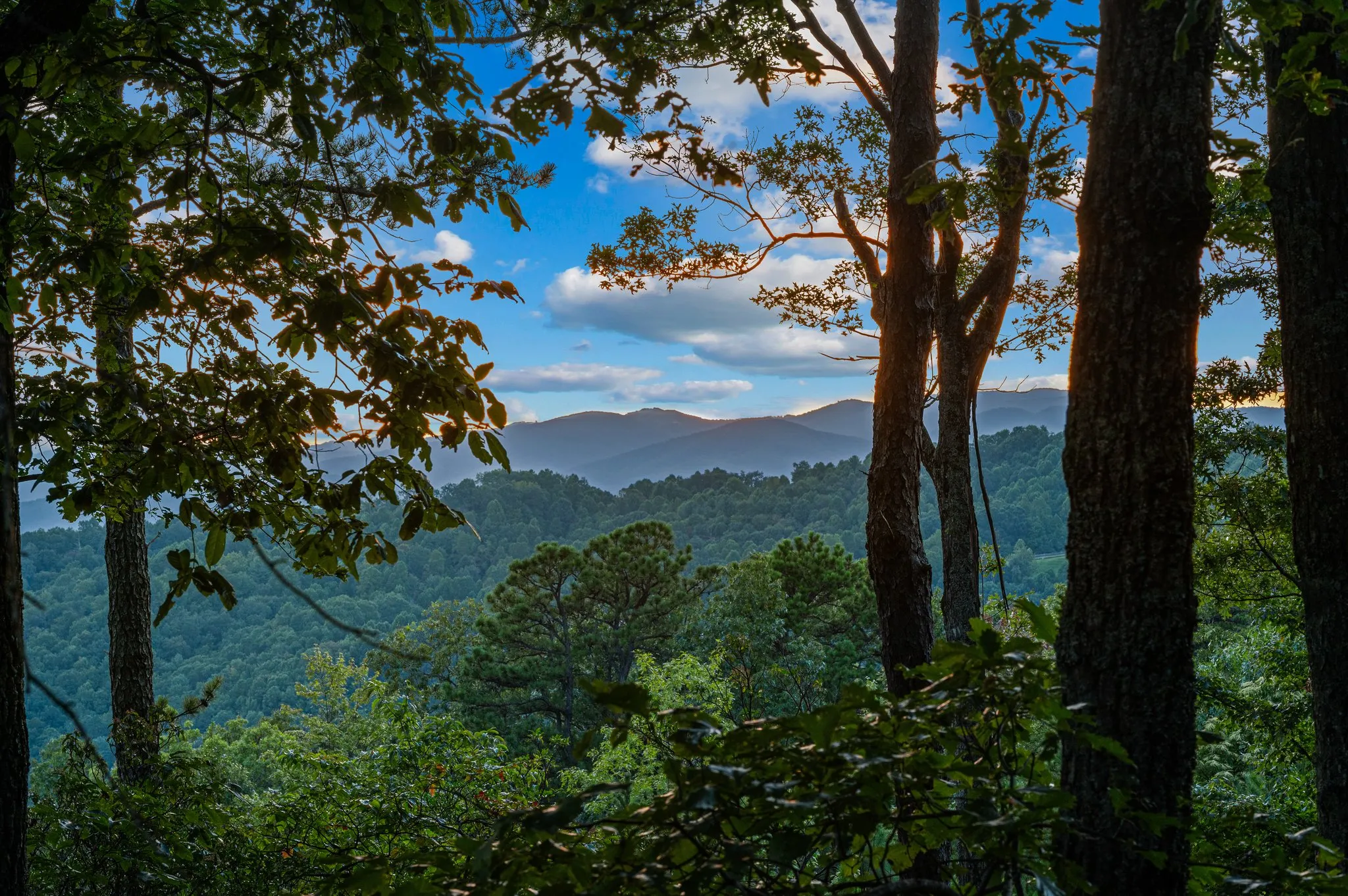 Forest Vista Scenic mountain valley view framed by tall forest trees and blue sky