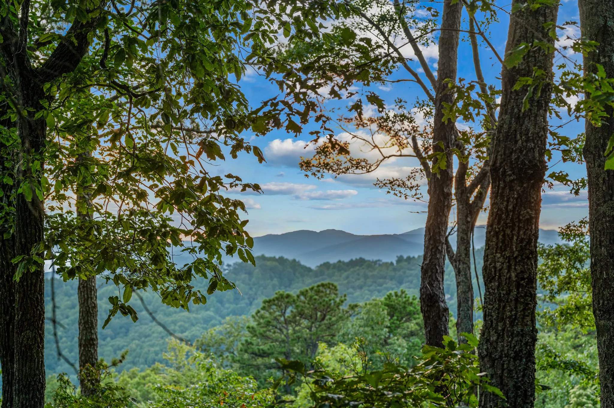 Mountain Landscape Beautiful distant mountain ranges visible through ancient forest trees and foliage